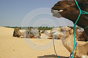 Camels resting in desert