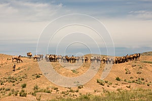 Camels resting in the desert. Gobi desert, Mongolia.