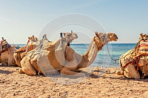 Camels resting on the Egyptian beach. Camelus dromedarius. Summertime outdoor