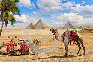 Camels resting in Giza