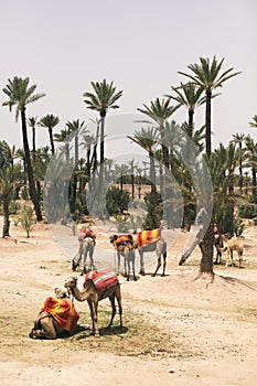 Camels resting next to palm trees in Marrakech, Morocco