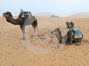 Camels resting at Sahara desert