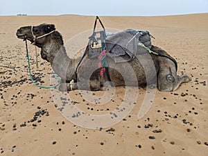 Camels resting at Sahara desert