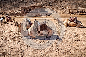 Camels resting on the sand in desert