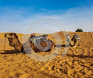 Camels resting on sand of the Erg Chebbi dunes at Merzouga in Sahara desert, morocco, north Africa