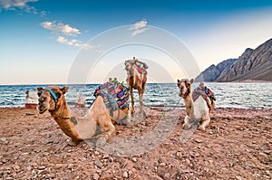 Camels resting on the shore of Red Sea in Dahab, Egypt