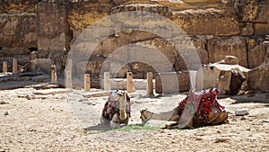 Camels Resting in a Village