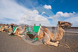 Camels resting in volcanic landscape in Timanfaya national park