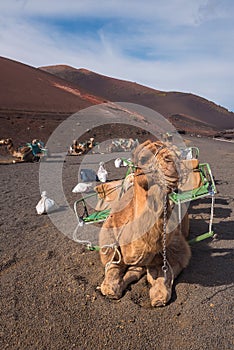 Camels resting in volcanic landscape in Timanfaya national park