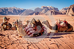 Camels resting in Wadi Rum dessert in Jordan