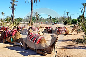 Camels resting while waiting for tourists