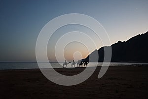 Camels with riders at sunset over the Red Sea in the Gulf of Aqaba. Dahab, South Sinai Governorate, Egypt