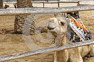 camels riding