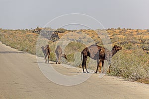 Camels on a road through Karakum desert between Ashgabat and Konye-Urgench, Turkmenist