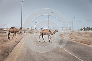 Camels on the road in Oman
