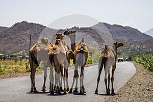 Camels on the road to Gheralta in Tigray, Northern Ethiopia