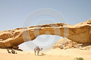 Camels at Rock Bridge