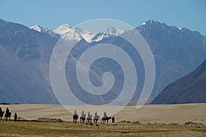 Camels rover on sand dune, nubra valley, India