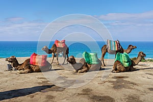 Camels with saddles resting on a sandy beach in Morocco