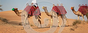 Camels safari in the sand dunes during tourists desert rides in Dubai, UAE photo
