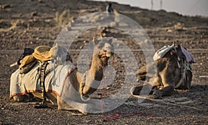 Camels for Safari in Thar desert. Jaisalmer. India