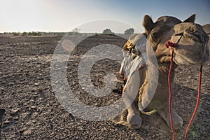Camels for Safari in Thar desert. Jaisalmer. India