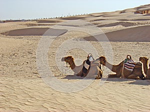 Camels in Sahara