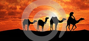 Camels in Sahara