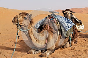 Camels in Sahara desert.