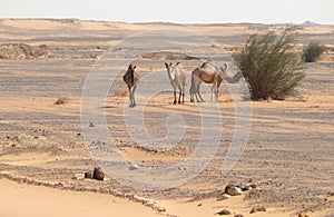 Camels in the Sahara desert.