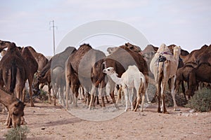 Camels in Sahara Desert, in layoun morocco, Herd of camels.