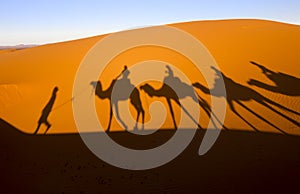 Camels. Sahara Desert. Merzouga Morocco