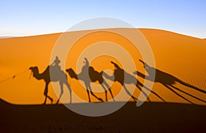 Camels. Sahara Desert. Merzouga Morocco