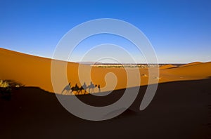 Camels. Sahara Desert. Merzouga Morocco
