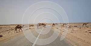 Camels at Sahara highway