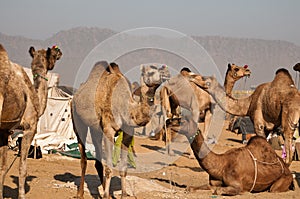 Camels for sale