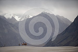 Camels on sand desert, nubra valley photo