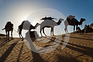 Camels in the Sand dunes desert of Sahara