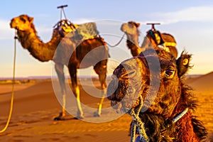 Camels in the sand dunes of Merzouga