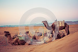 Camels on the sand dunes in the Sahara Desert. Morocco, Africa.