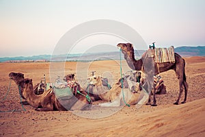 Camels on the sand dunes in the Sahara Desert. Morocco, Africa.