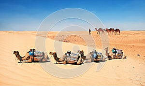 Camels in sand dunes of Sahara desert. Tunisia, North Africa