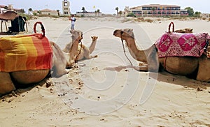 Camels in SaÃ­dia beach, Morroccos