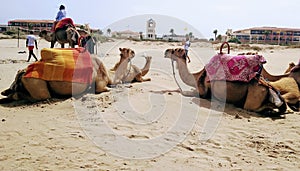 Camels in SaÃ­dia Beach. Morroccos.