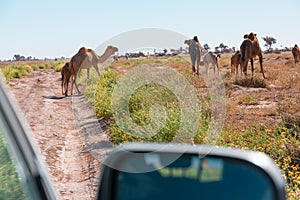 Camels seen from the car in El Gouera, at the gates of the Sahara. Morocco. Concept of travel and adventure