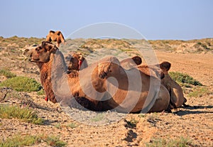 Camels in semi-desert nearly baia de zaburunie at Caspian sea