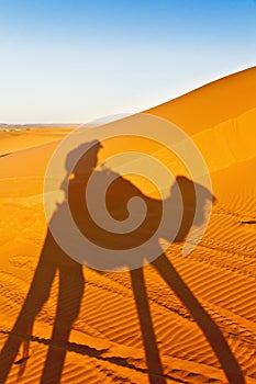 Camels shadows over Erg Chebbi at Morocco