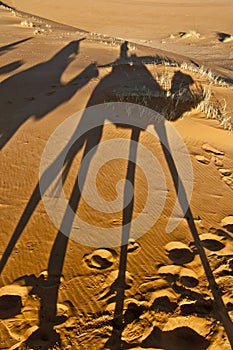 Camels shadows over Erg Chebbi at Morocco