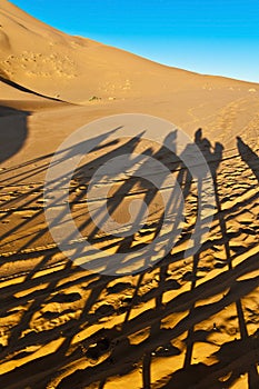 Camels shadows over Erg Chebbi at Morocco