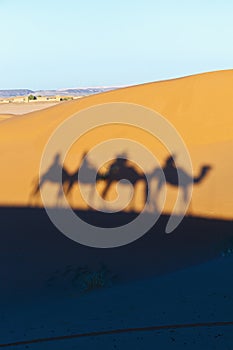 Camels shadows over Erg Chebbi at Morocco